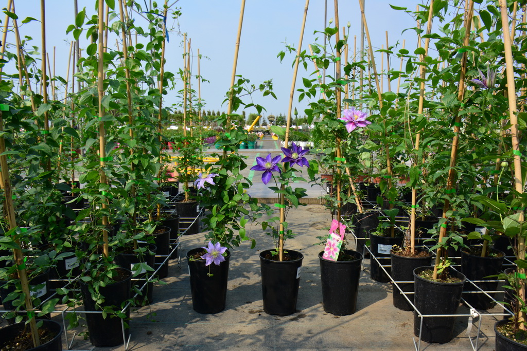 На фото клематисы `Justa`, `Multi Blue`, `Piilu` в контейнере С 6 на садовом центре питомника растений `Ёлы-палы`